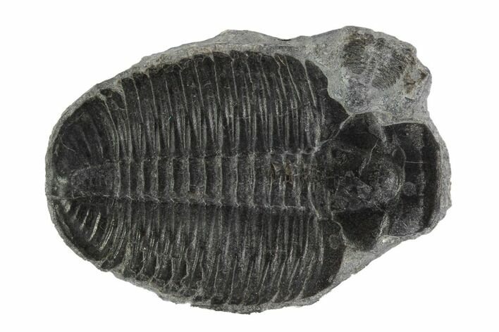 Elrathia Trilobite Molt - Wheeler Shale, Utah #97118